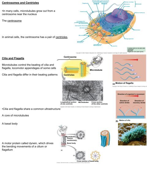 A Tour of the Cell