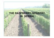 THE RASPBERRY INDUSTRY IN SERBIA