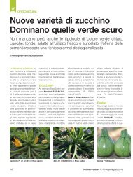 Nuove varietÃ  di zucchino Dominano quelle verde ... - Agricoltura24