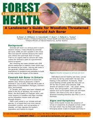 A Landowner's Guide for Woodlots Threatened by Emerald Ash Borer