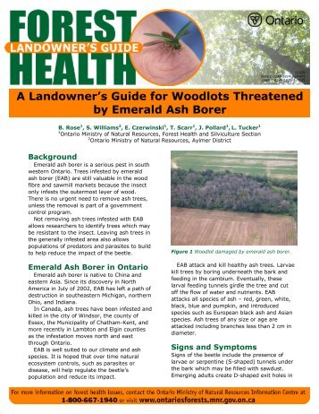 A Landowner's Guide for Woodlots Threatened by Emerald Ash Borer