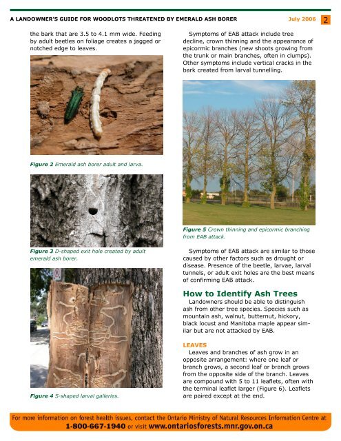 A Landowner's Guide for Woodlots Threatened by Emerald Ash Borer