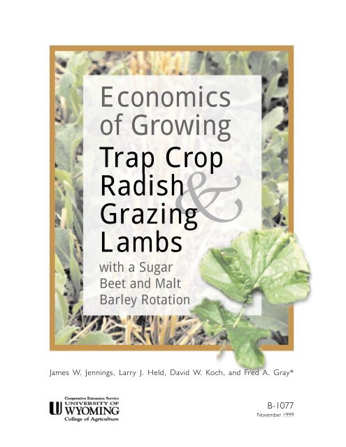 Economics of Growing Trap Crop Radish Grazing Lambs