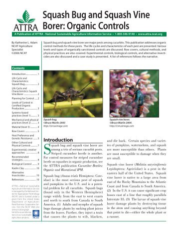 Squash Bug and Squash Vine Borer - Organic Farming Exchange