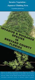 Japanese Climbing Fern - Florida Exotic Pest Plant Council