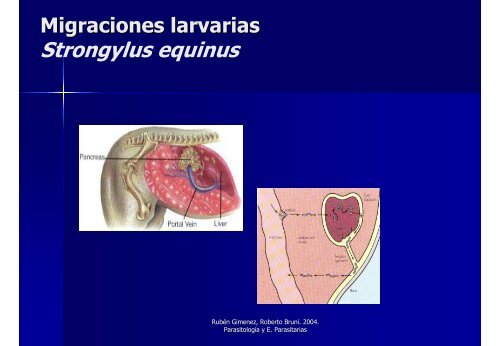 Avances en el Control y Tratamiento de las Parasitosis en Equinos