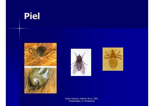 Avances en el Control y Tratamiento de las Parasitosis en Equinos