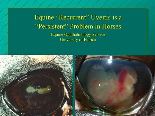 Equine ERU - University of Florida