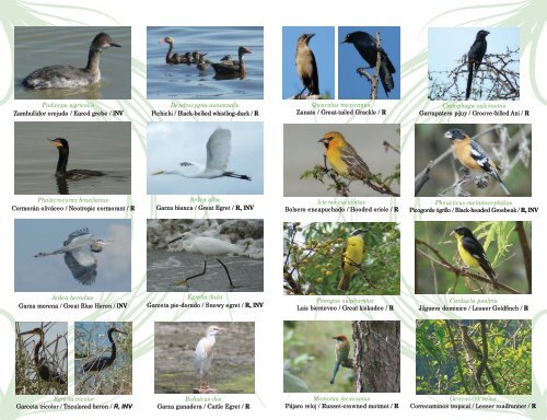 Aves de la laguna de - ComisiÃ³n Estatal del Agua de Jalisco