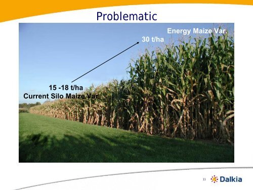 âWhat is the best Maize variety for biogas Production?â