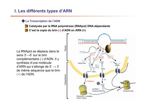 II. Structure des ARN - IBMC