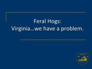 Feral Hogs in Virginia