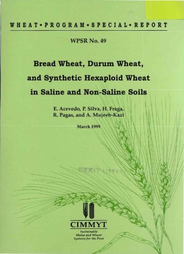 Bread Wheat, Durum Wheat, and Synthetic Hexaploid ... - Cimmyt