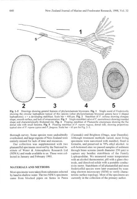 Freshwater bryozoans of New Zealand - The Bryozoa Home Page
