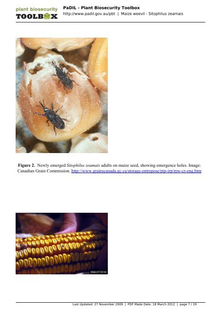 Maize weevil - Sitophilus zeamais