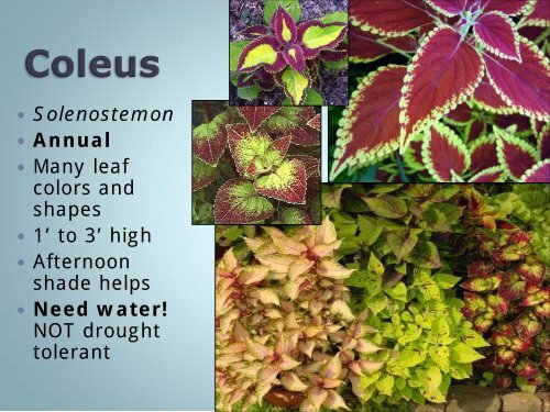 Salt Tolerant Plants Presentation - Pender County Center