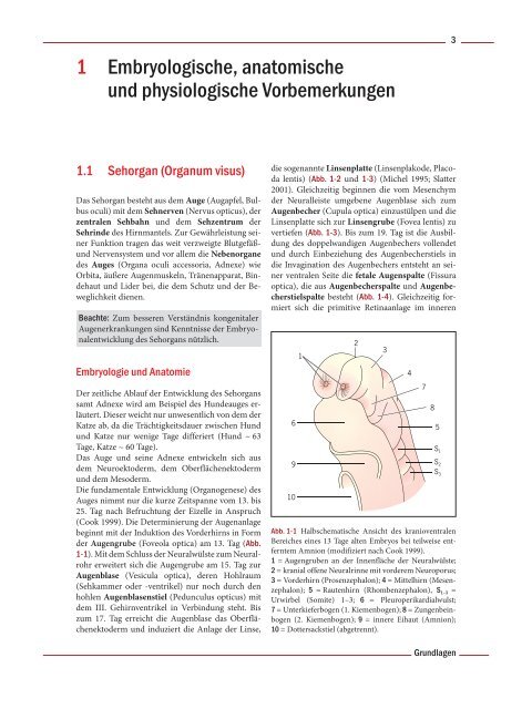 1 Embryologische, anatomische und physiologische Vorbemerkungen