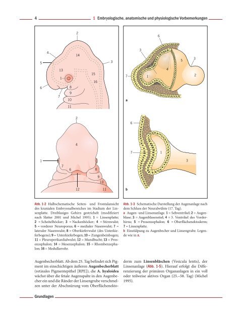 1 Embryologische, anatomische und physiologische Vorbemerkungen