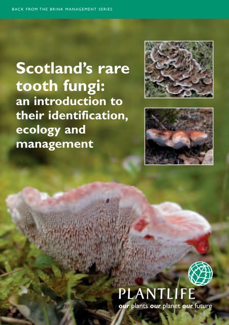 Scotland's rare tooth fungi: - Plantlife