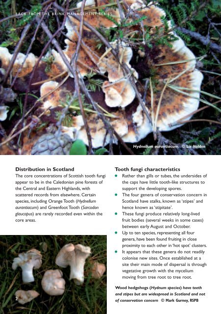 Scotland's rare tooth fungi: - Plantlife