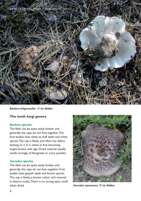 Scotland's rare tooth fungi: - Plantlife