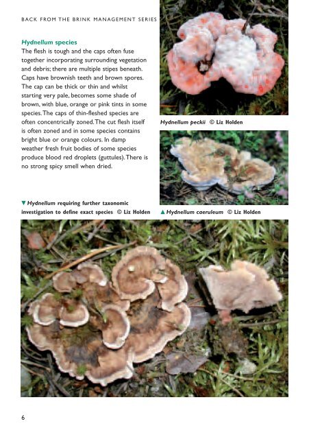 Scotland's rare tooth fungi: - Plantlife