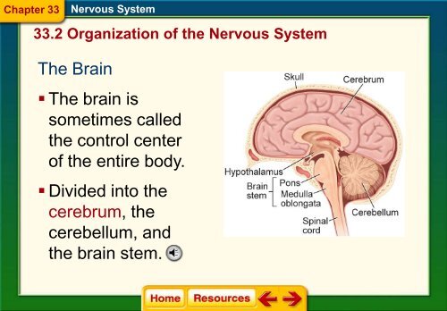 Chapter 33 The Nervous System.pdf