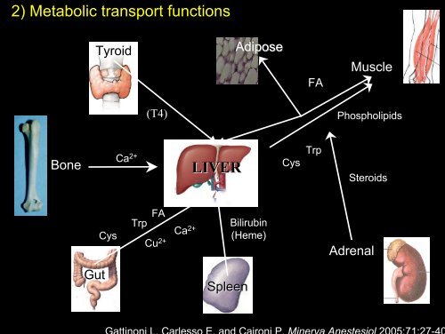 Albumina in rianimazione: oltre il rimpiazzo volemico - Sifo