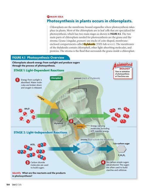 Cells and Energy