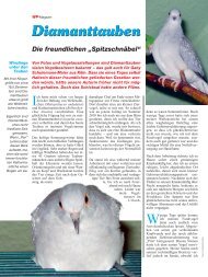 Der Artikel als PDF - Birds Online