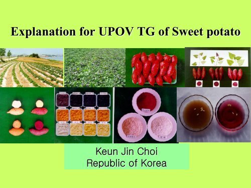 Explanation for UPOV TG of Sweet potato