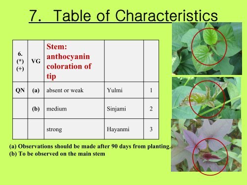 Explanation for UPOV TG of Sweet potato