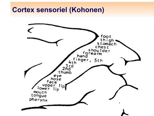 Algorithme de Kohonen : classification et analyse exploratoire des ...