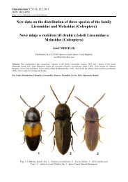 tisk/print - Elateridae