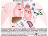 Measles virus infection cycle - Immunopaedia