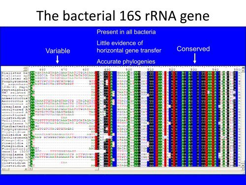 The Human Microbiome - Bioconductor