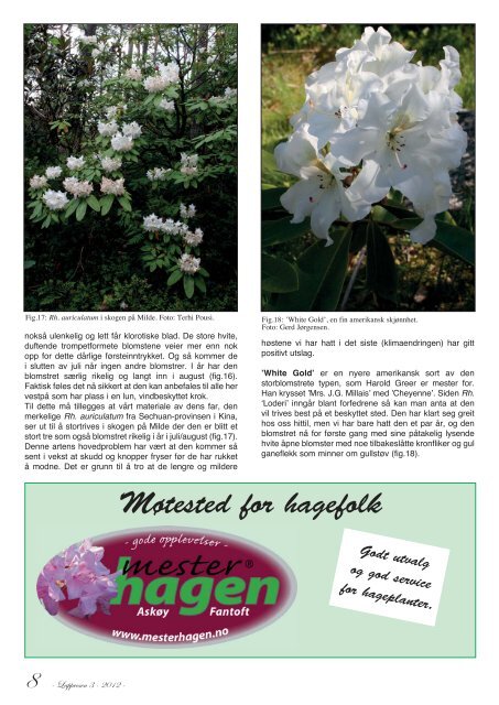 Lapprosen nr 3 2012 - Den norske Rhododendronforening