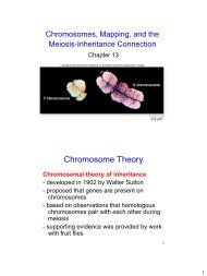 Chromosome Theory