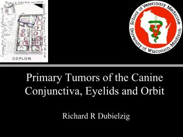 Primary Tumors of the Canine Conjunctiva, Eyelids, and Orbits