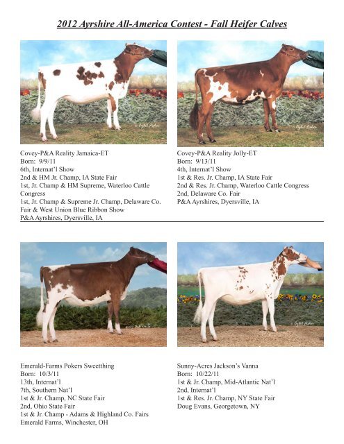 2012 Ayrshire All-America Contest - Fall Heifer Calves