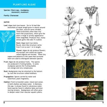 PLANT-LIKE ALGAE - Montana Department of Agriculture