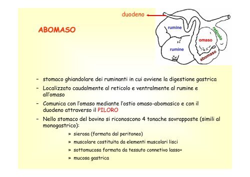 13. Apparato digerente poligastrici .pdf - Scienze Zootecniche