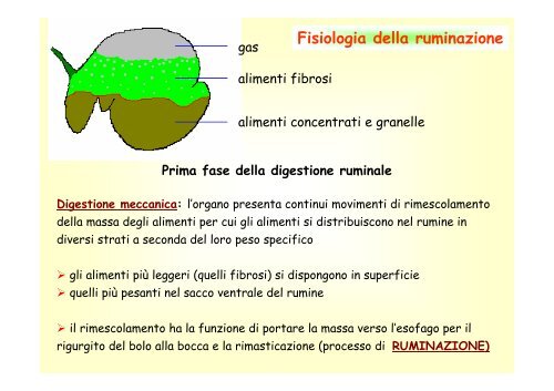 13. Apparato digerente poligastrici .pdf - Scienze Zootecniche