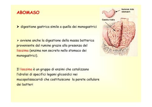 13. Apparato digerente poligastrici .pdf - Scienze Zootecniche