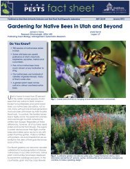 Gardening for Native Bees in Utah - Agricultural Research Service