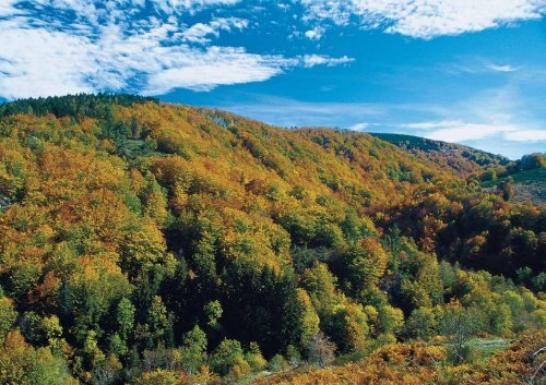 Données générales espaces forestiers - Parc National des Cévennes