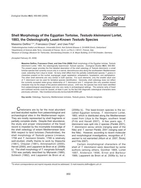 Shell Morphology of the Egyptian Tortoise, Testudo kleinmanni ...