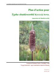 Plan d'action pour Typha shuttleworthii KOCH & SOND.