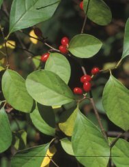 Propagation Protocol for Spicebush (Lindera Benzoin)