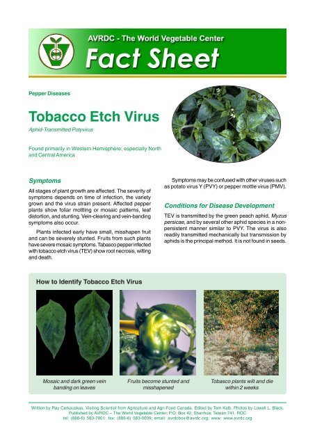 Tobacco Etch Virus on Pepper